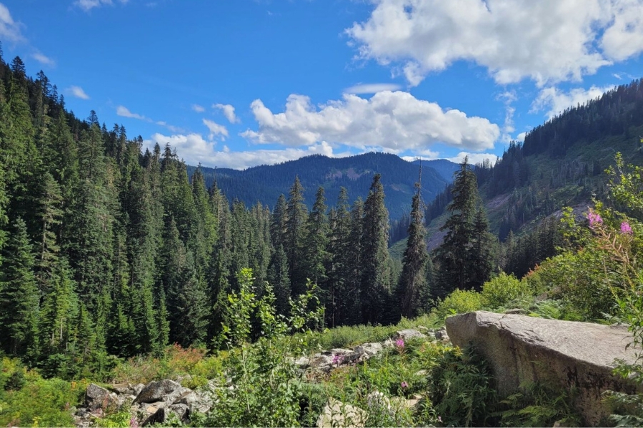 Lush forest of trees at the Denny Gulch