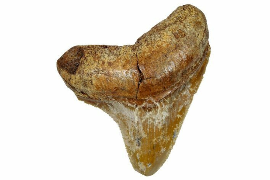 An ancient megalodon tooth fossil