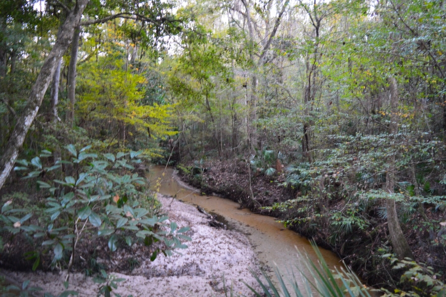 A look at the trail and narrow waters of Hogtown Creek in Gainesville