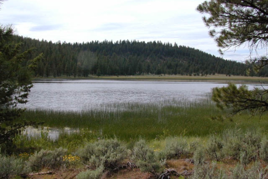 The calm water of the lake at Juniper Ridge Opal Mine with a forest of trees at the background