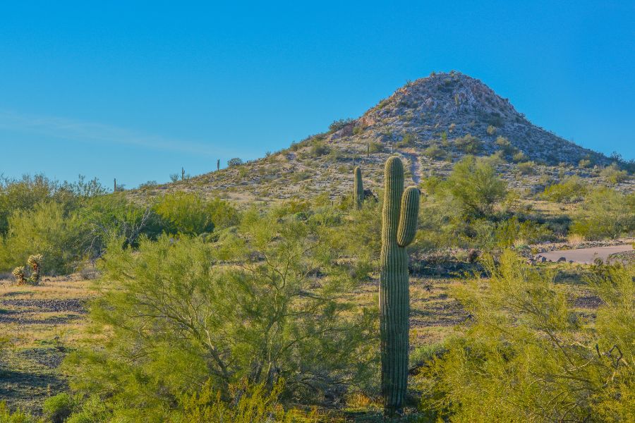 desert mountain peak with a cactus