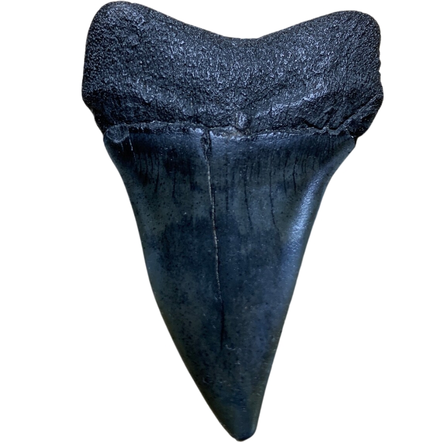 A fossilized dark megalodon shark tooth