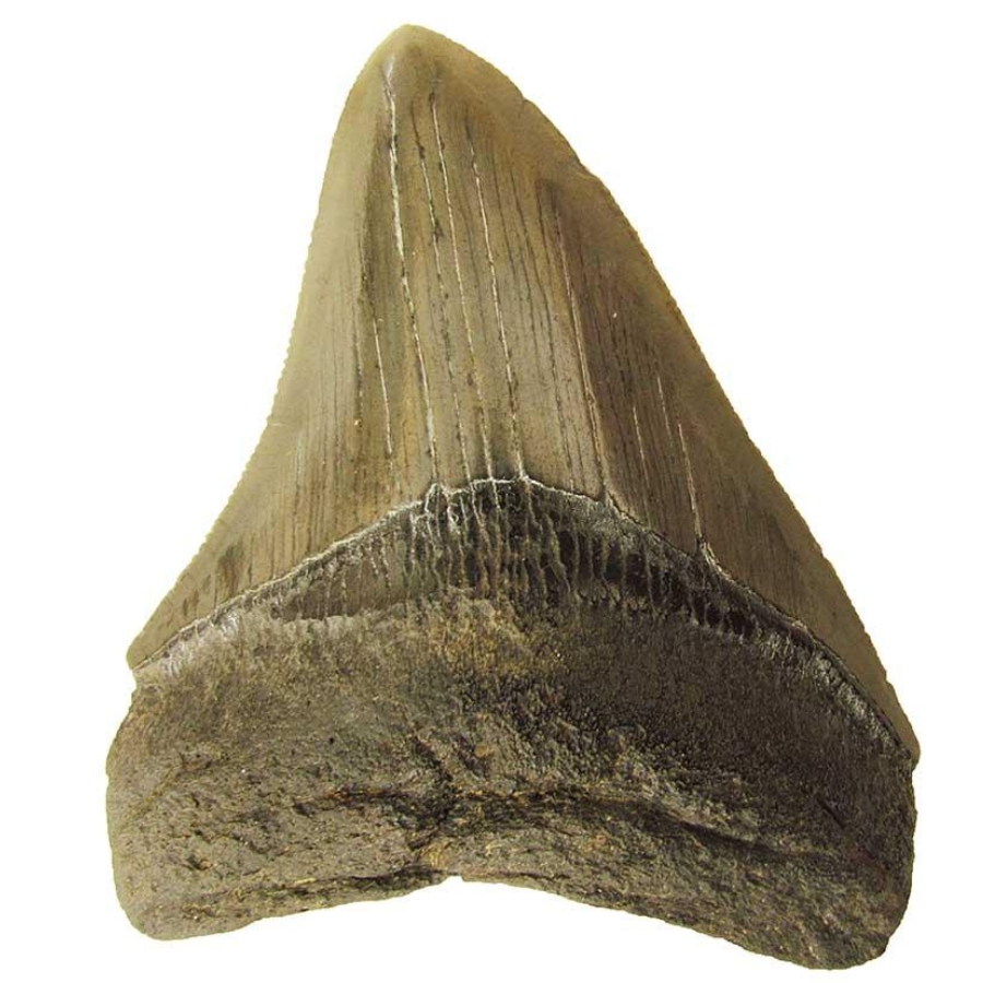 A magnificent huge megalodon tooth fossil