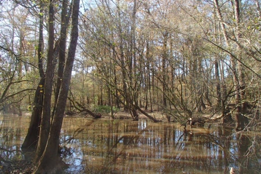 A shallow creek at Winston County where Mill Creek is located