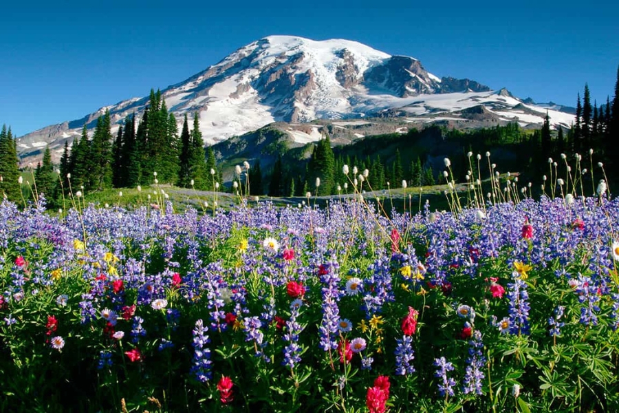 A wonderful view of Mount Rainier with colorful flowers and lush trees