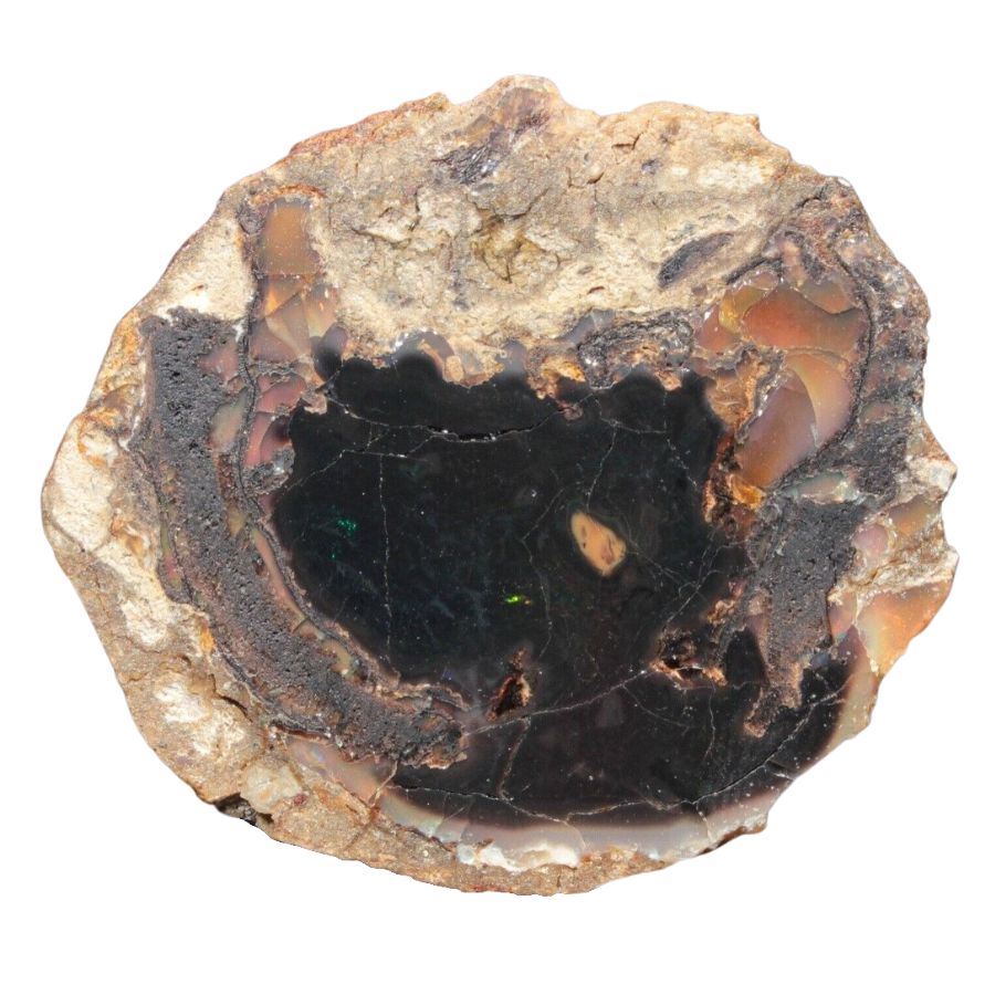 opalized petrified wood with black opal core