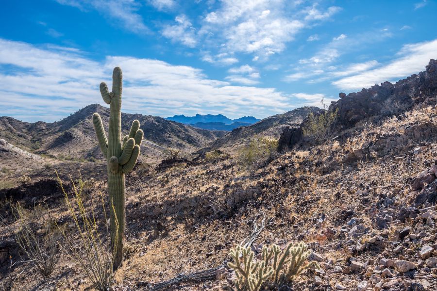 rocky mountain slopes with a cactus in the foreground