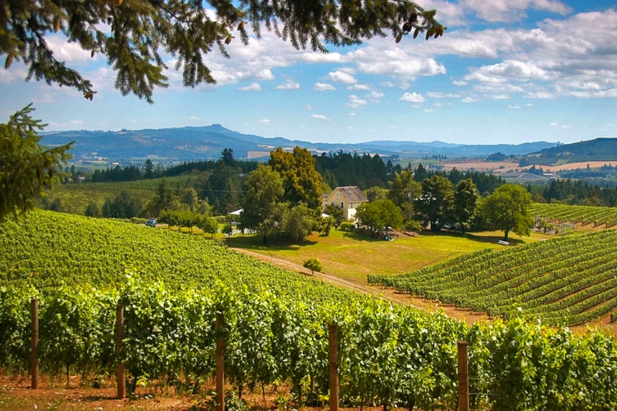 A glance at a vineyard at Willamette Valley where Salem Hills is located