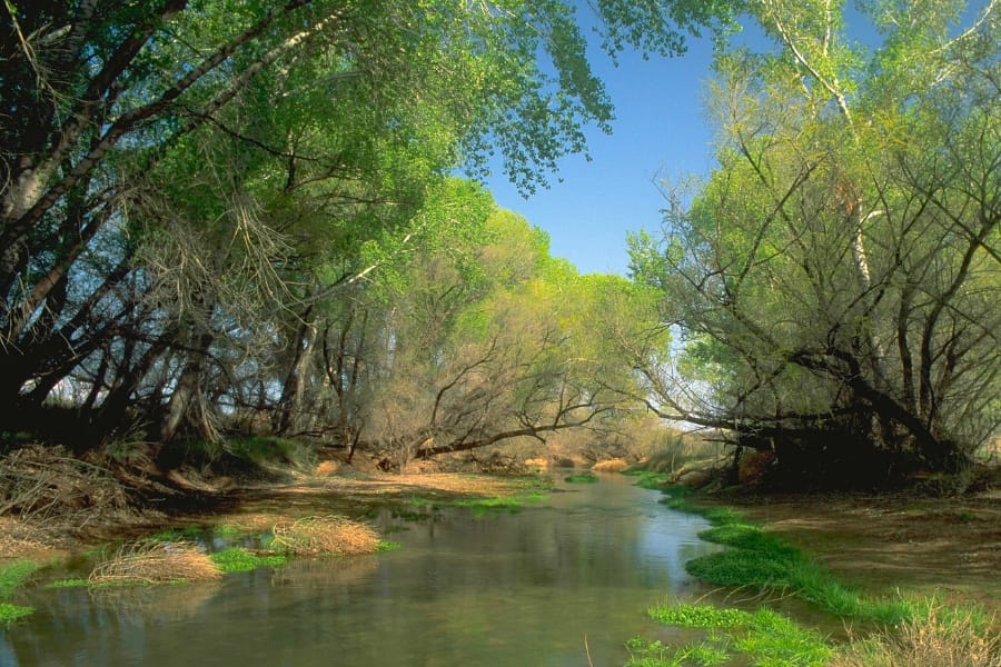 A look at the tranquil, shallow waters of San Pedro River enveloped by lush trees on both sides