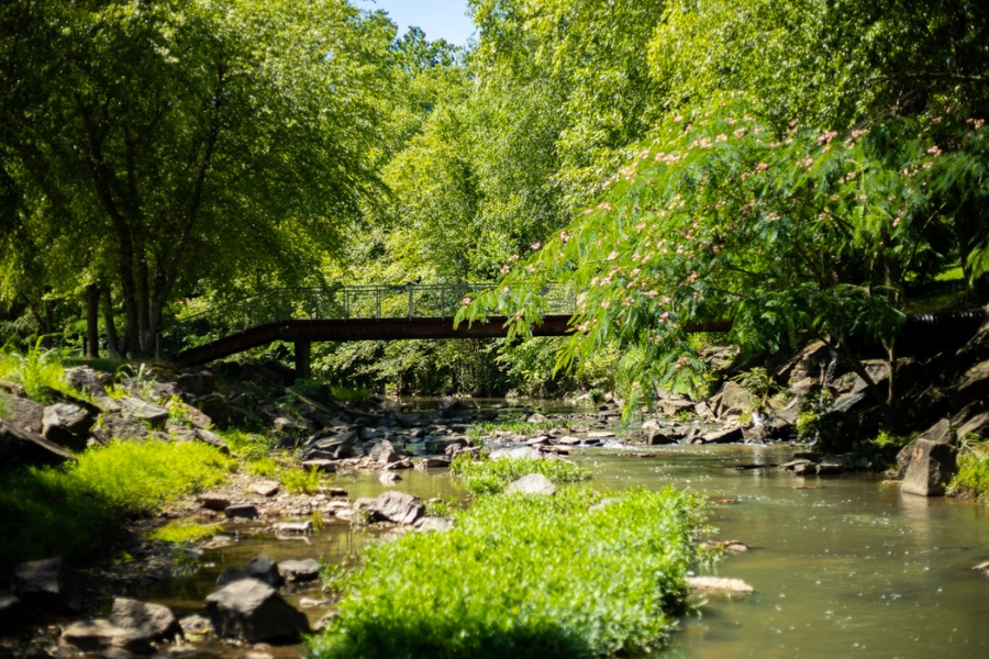 A shallow creek and surrounding lush forest at Searcy