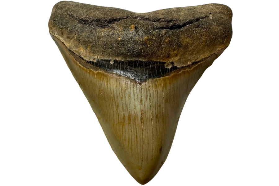 A fine specimen of a serrated megalodon tooth
