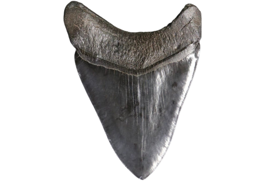 A superb megalodon shark tooth specimen with grayish surface