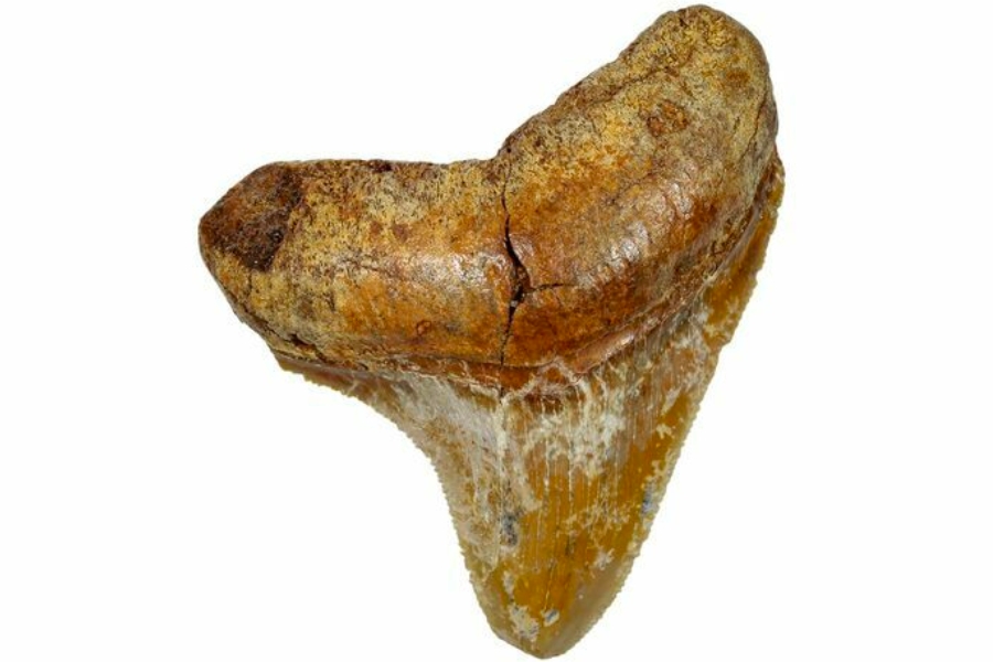 Close-up look at a juvenile megalodon tooth with brownish hue