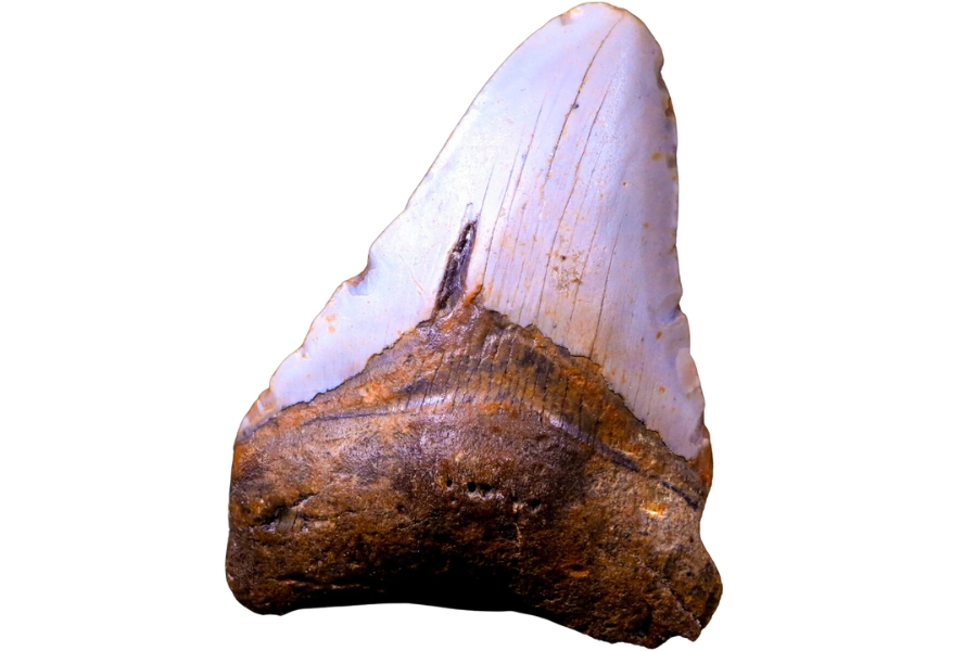 A serrated megalodon fossil with a few chips on the sides