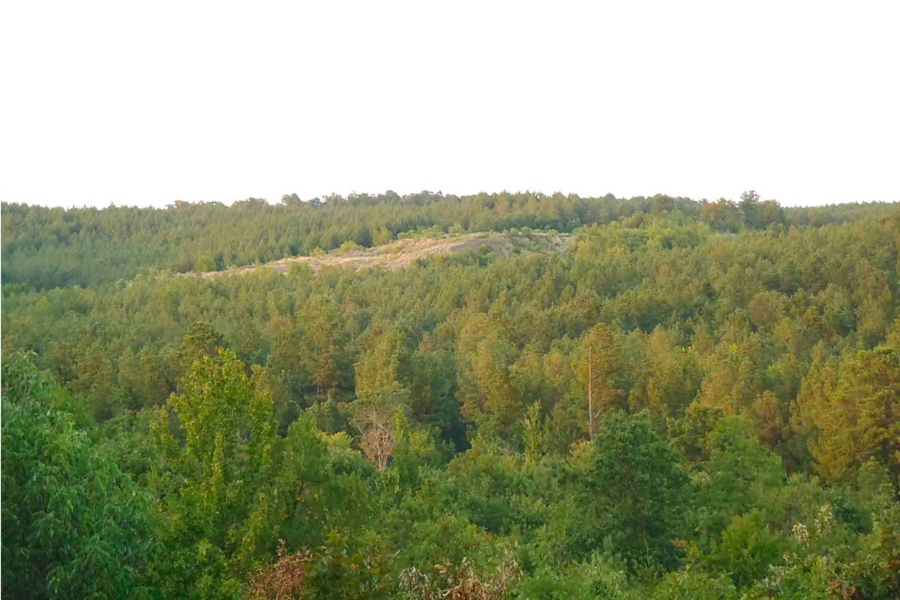 Overview of the thick forest surrounding the Twin Knobs No. 1 Mine