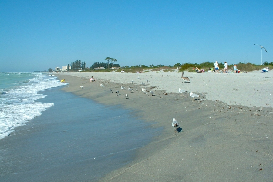 Serene view of the Venice Beach shores with birds and people enjoying the sands