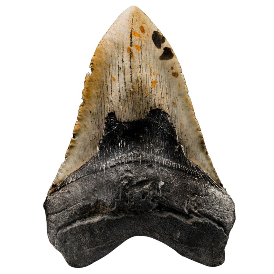 complete serrated megalodon tooth