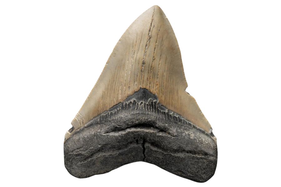 large serrated and chipped megalodon tooth