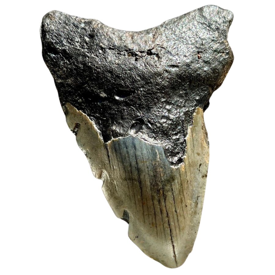 chipped and incomplete megalodon tooth