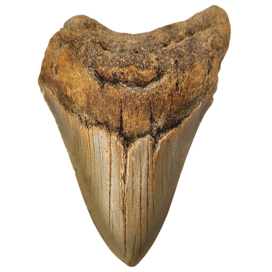 light brown incomplete megalodon tooth
