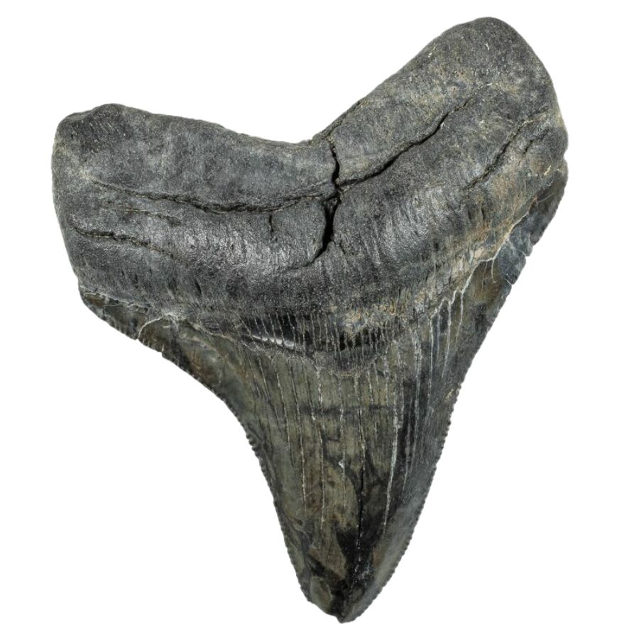 black serrated megalodon tooth
