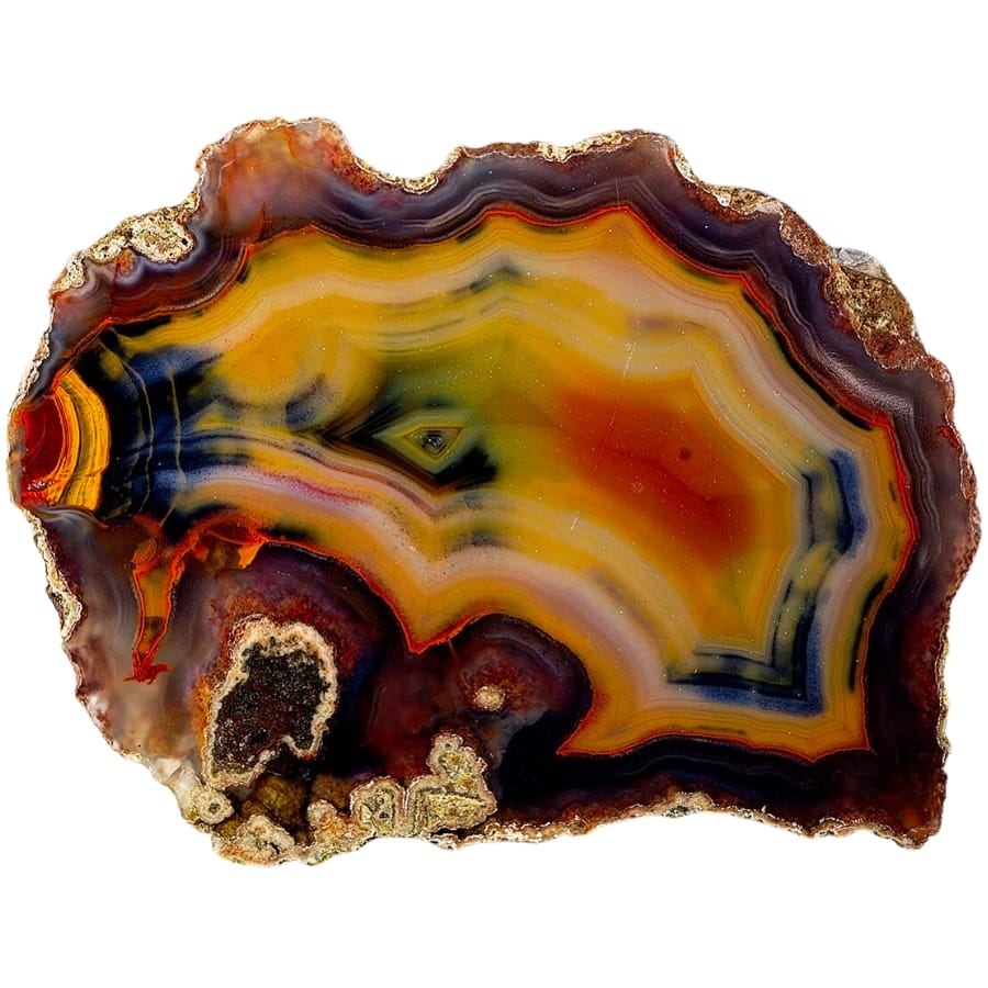 A cut and polished condor agate showing colorful bands of yellow, white, red, blue, and black