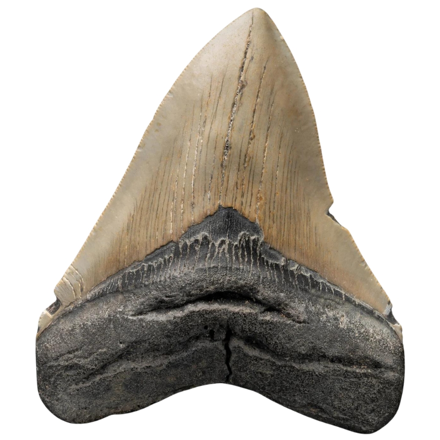 An authentic megalodon tooth specimen with a gorgeous structure