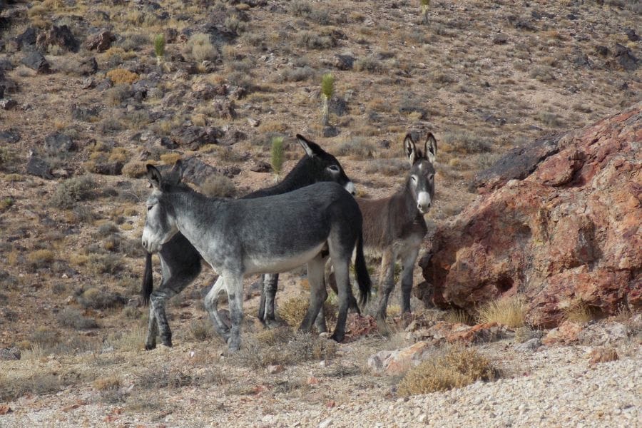 three wild burros in the Nevada desert