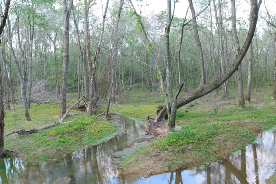 A view of Terrapin Creek located in Graves County
