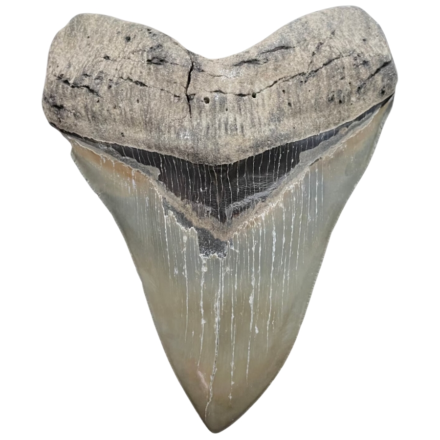 A unique grayish white megalodon tooth specimen