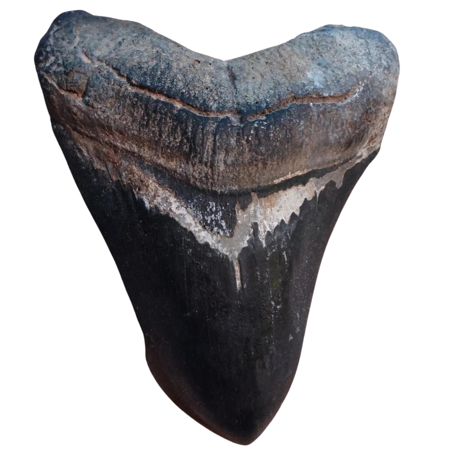 A gorgeous ancient megalodon tooth