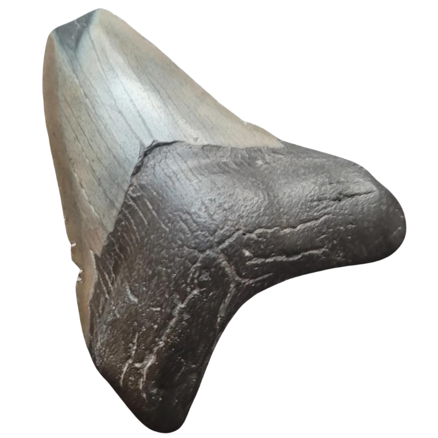 A fascinating natural specimen of a megalodon tooth