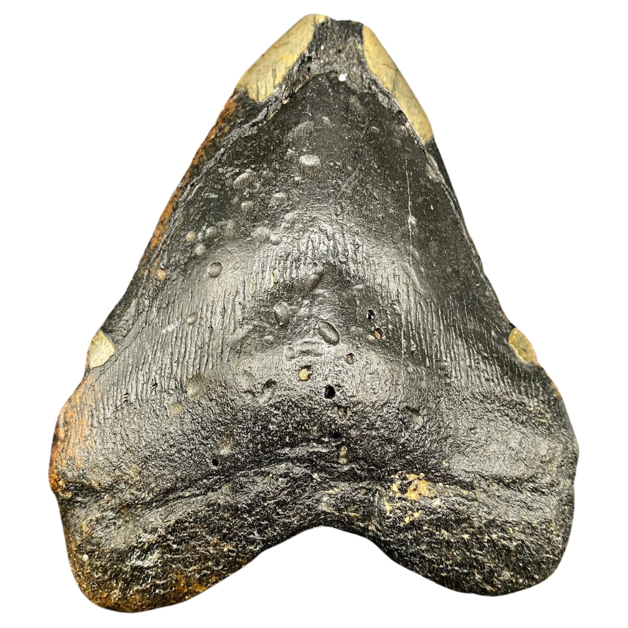 A fascinating distinct megalodon tooth specimen