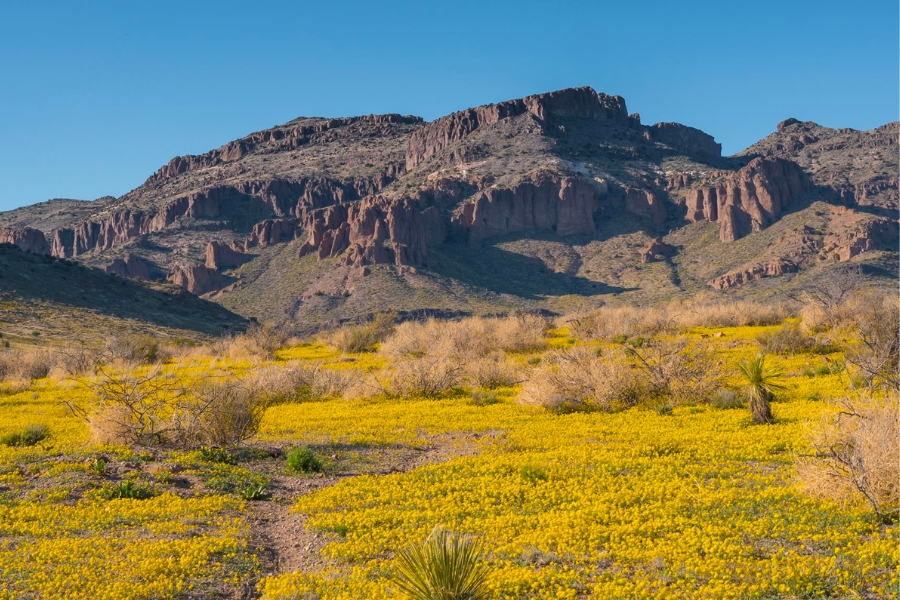 Scenic view of Peloncillo Mountains with lush yellow-green plants in the foreground