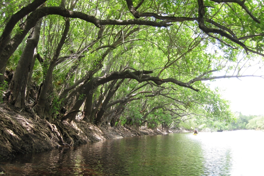 A peaceful and calm river with unique arching trees