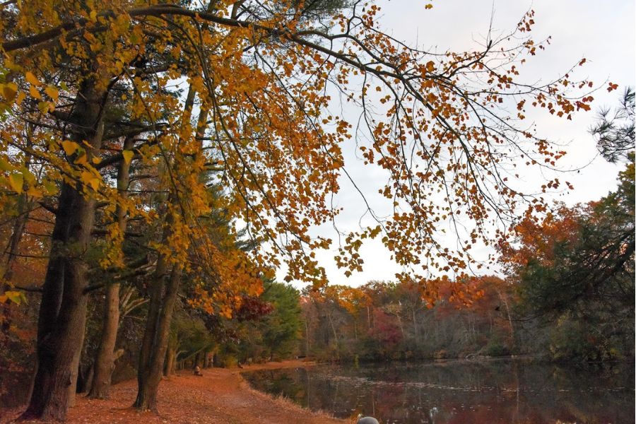 trees along Shark River in the fall