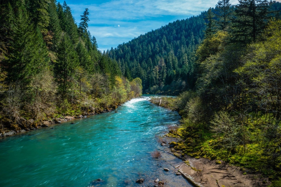 A stunning view of the calm blue and clear waters of the Umpqua River with a backdrop full of trees