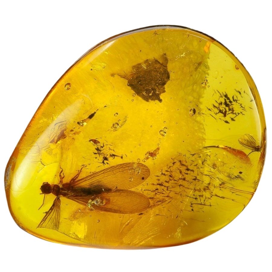 irregularly shaped translucent amber with insects trapped inside