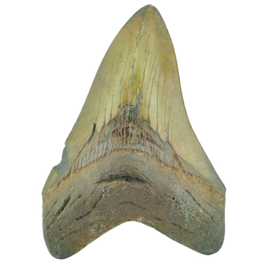 light brown megalodon tooth