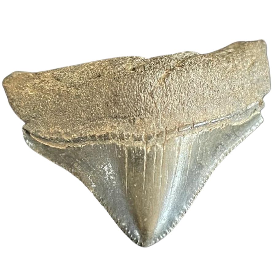 gray megalodon tooth