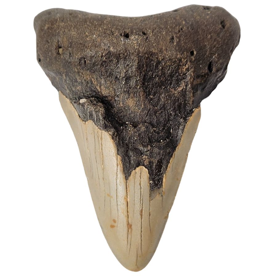 megalodon tooth with an incomplete enamel