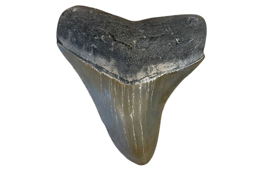 dark brown megalodon tooth