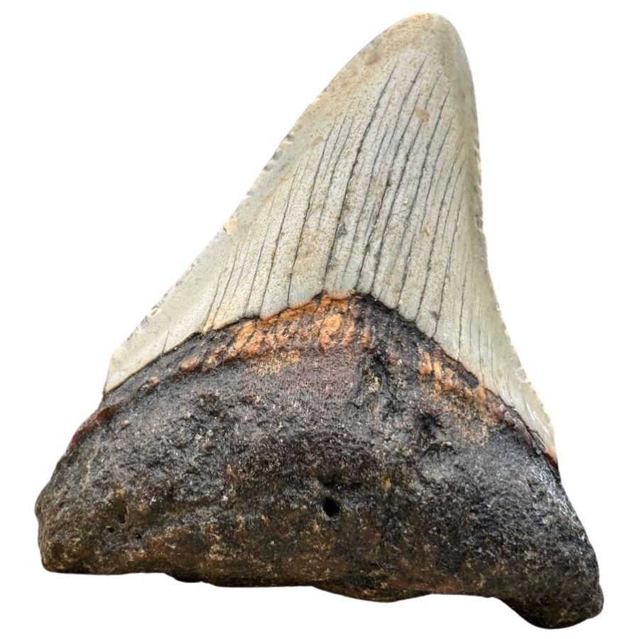 gray megalodon tooth with dark root