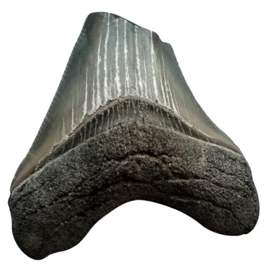 broken gray megalodon tooth