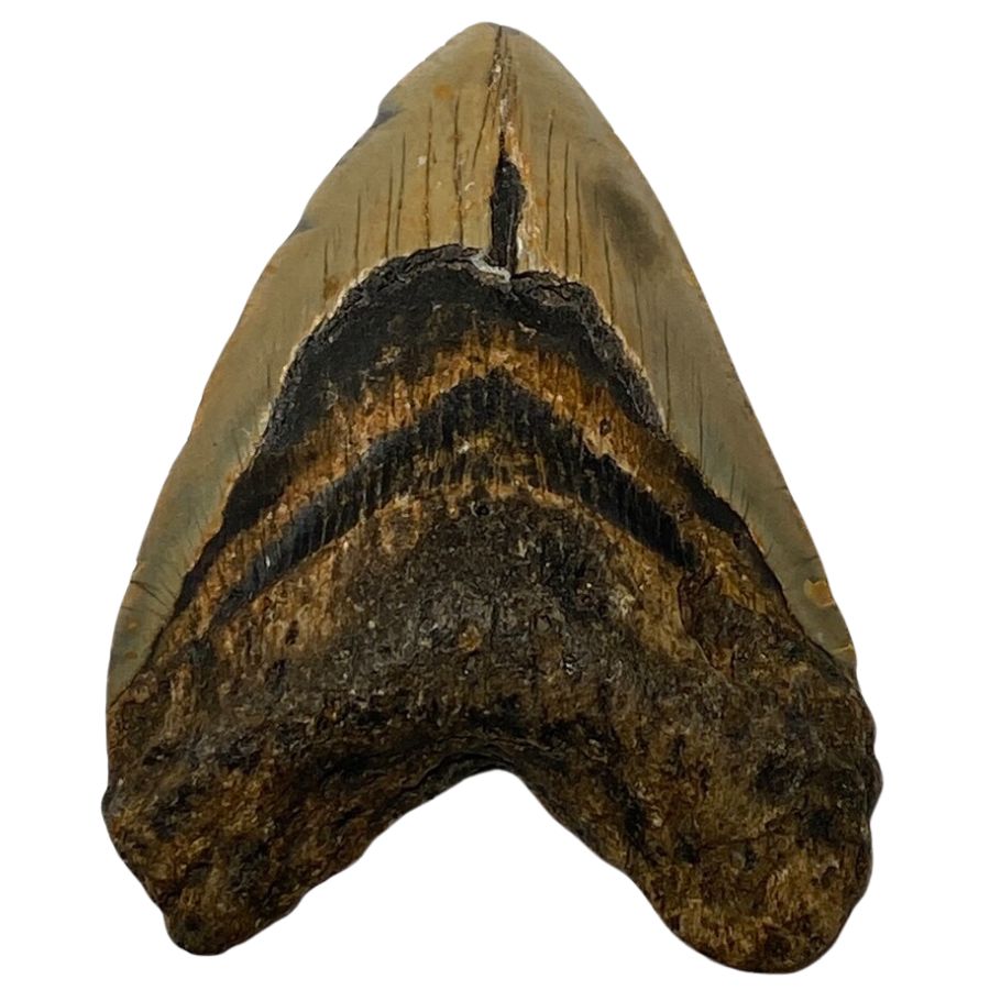 brown megalodon tooth