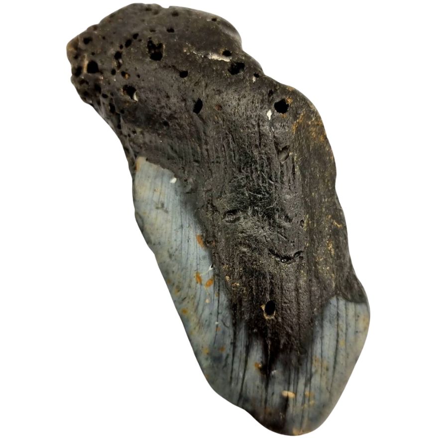 partial blackened megalodon tooth
