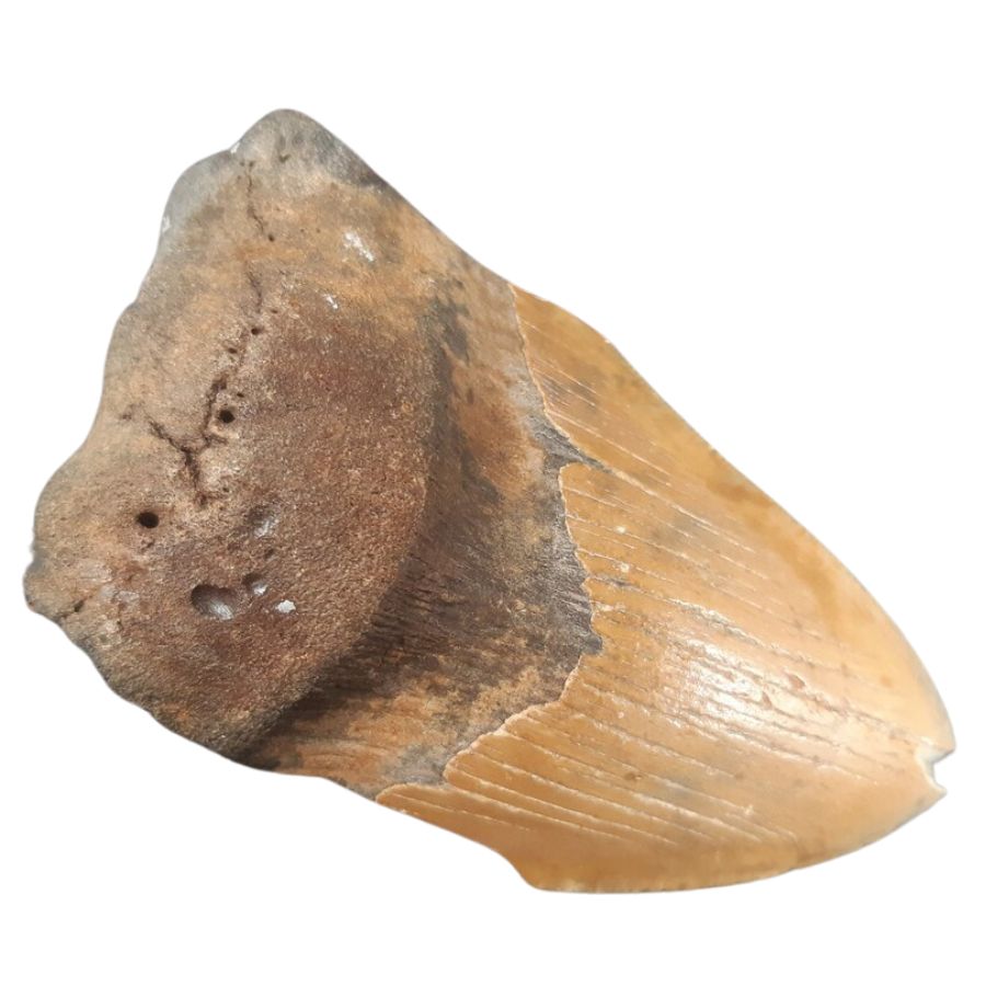 partial brown megalodon tooth