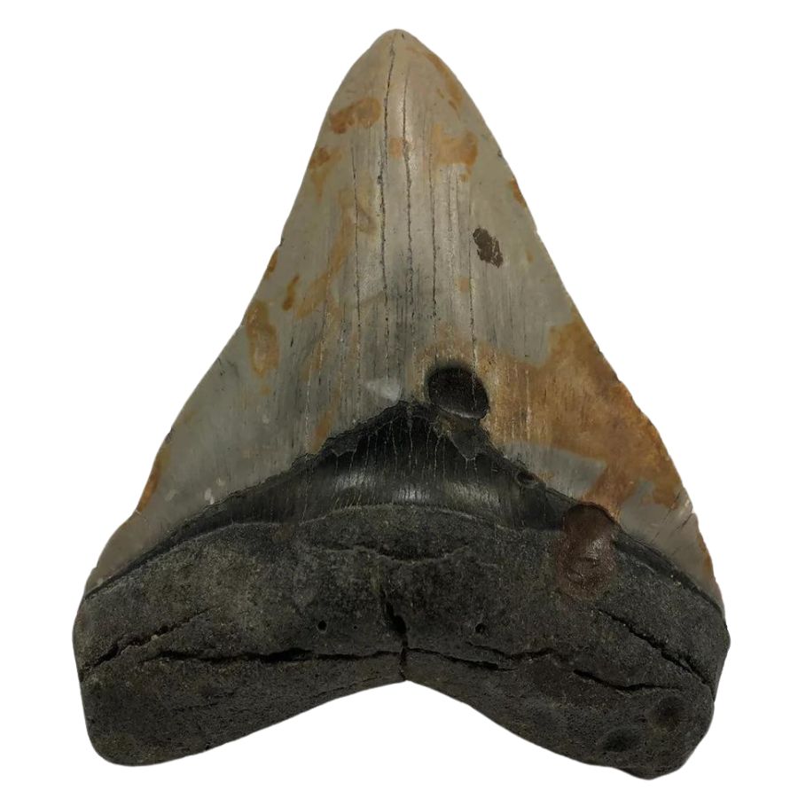 megalodon tooth with brown enamel and dark root