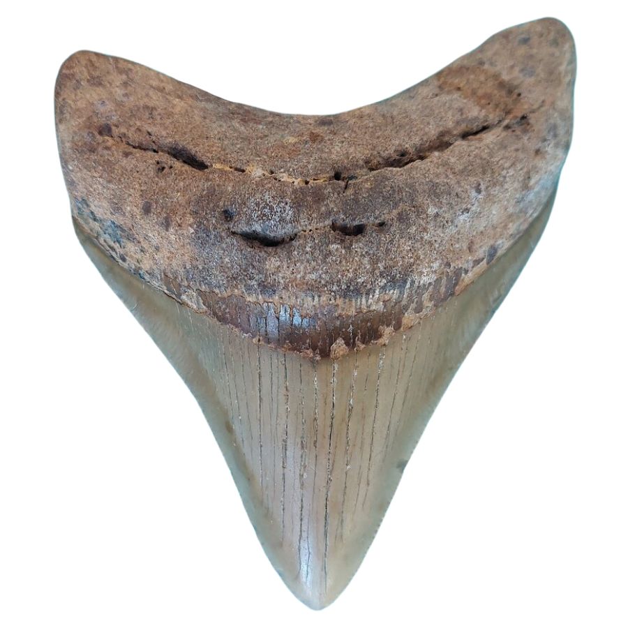 grayish megalodon tooth