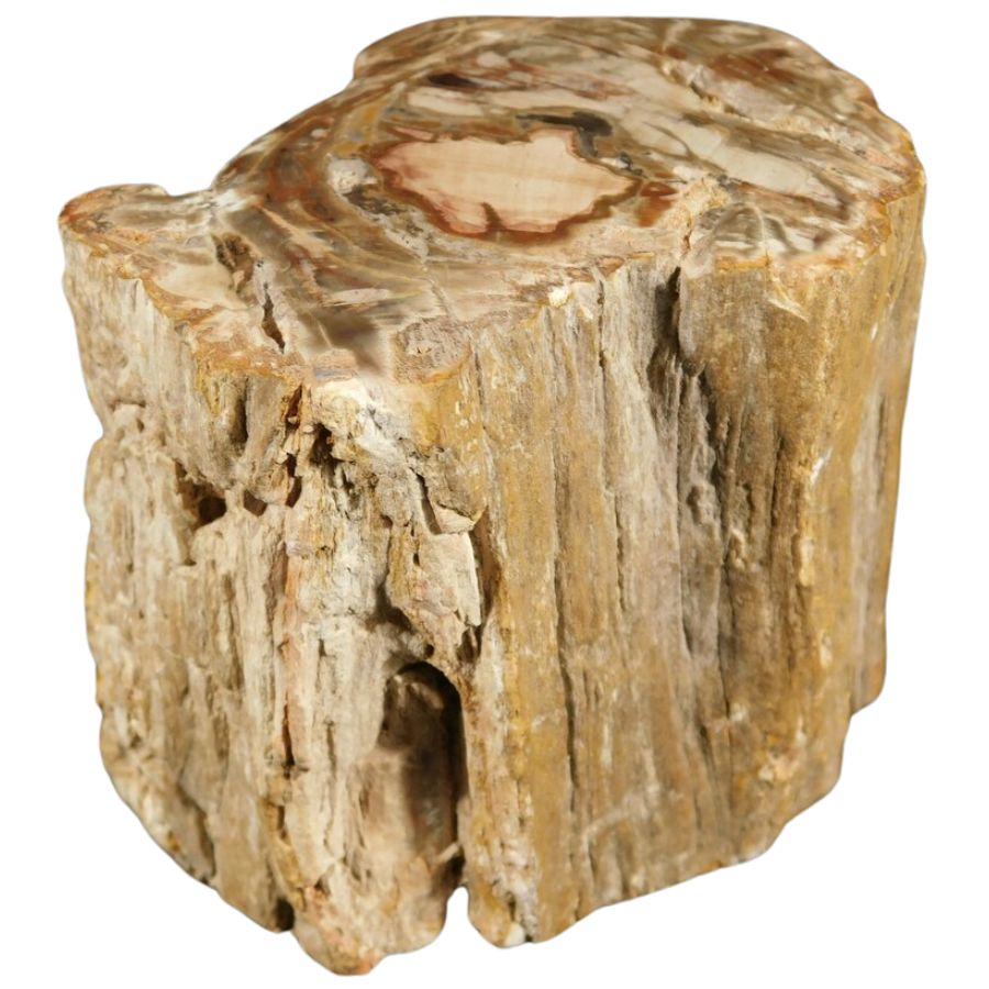 petrified wood showing the texture of the bark